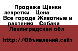 Продажа Щенки левретки › Цена ­ 40 000 - Все города Животные и растения » Собаки   . Ленинградская обл.